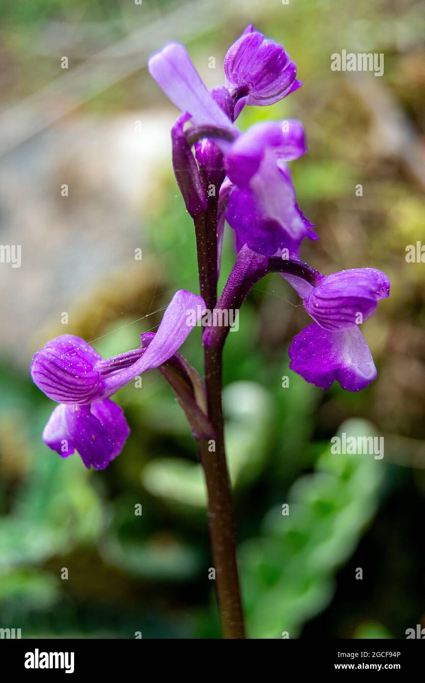 Orchis champagneuxii Banque D'Images