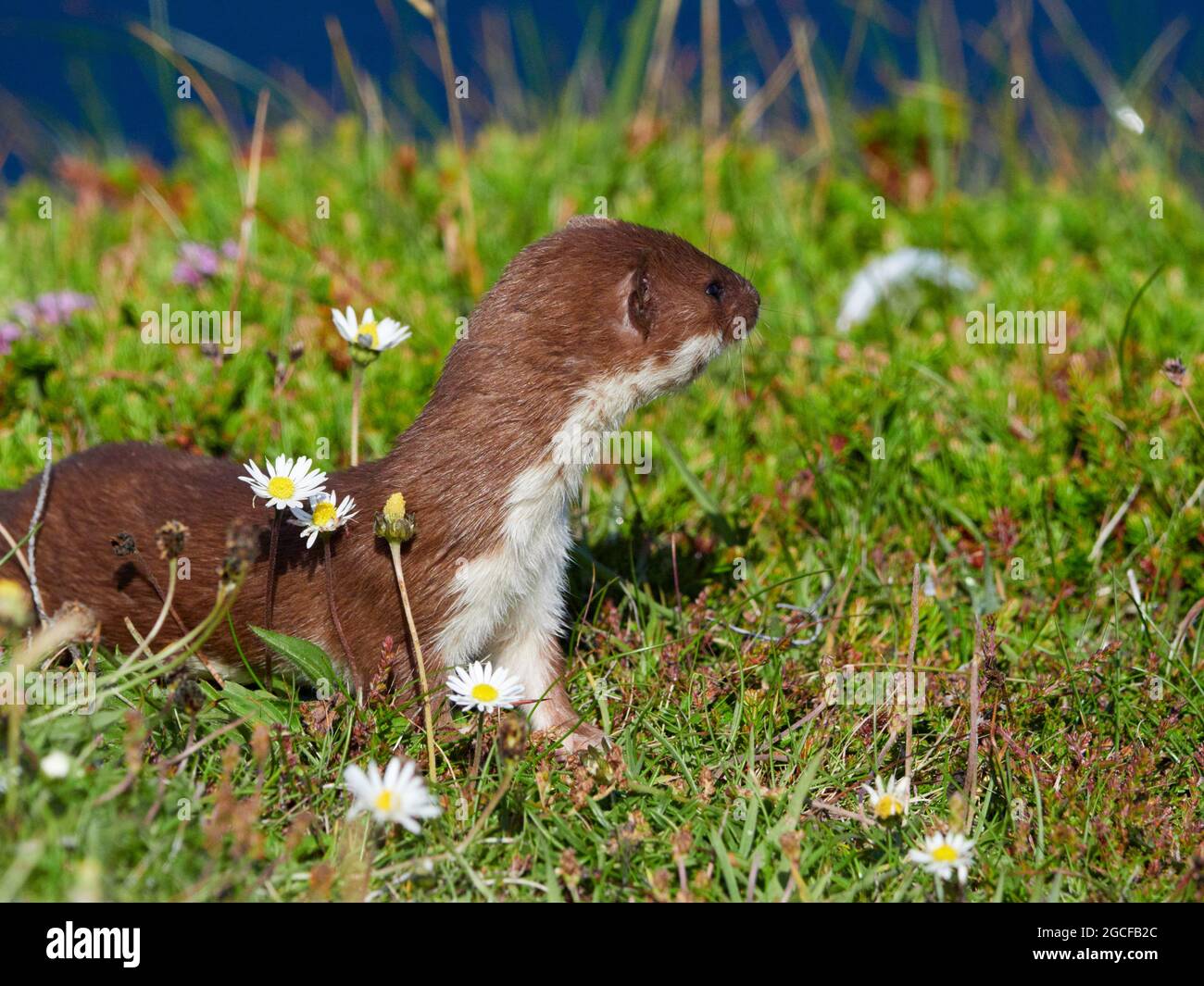 Le Moins De Belette Sur La Cote Nord Des Highlands Ecosse Royaume Uni Photo Stock Alamy
