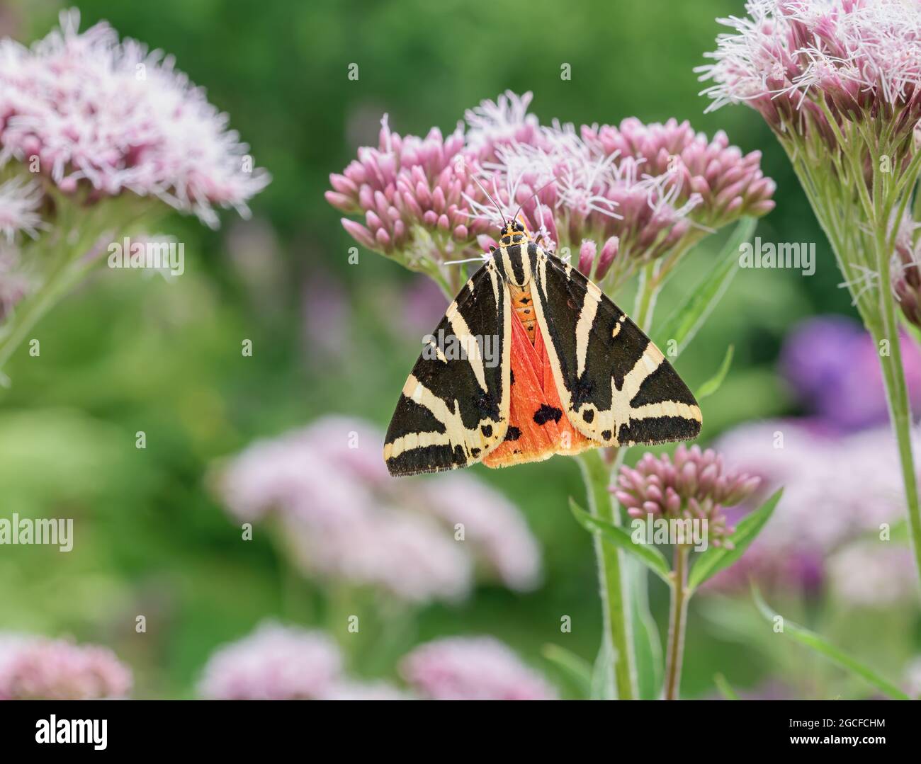 Euplagia quadripunctaria, tigre de Jersey, papillon de jour qui se nourrit des fleurs Eupatorium cannabinum, chanvre-agrimony, dans un jardin, Allemagne Banque D'Images