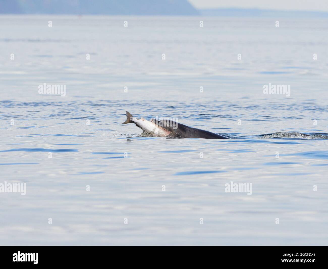 Dauphin à gros nez (Tursiops truncatus) mangeant un saumon dans le Moray Firth, pris de la plage à Chanonry point, Black Isle, Highlands, Écosse Banque D'Images