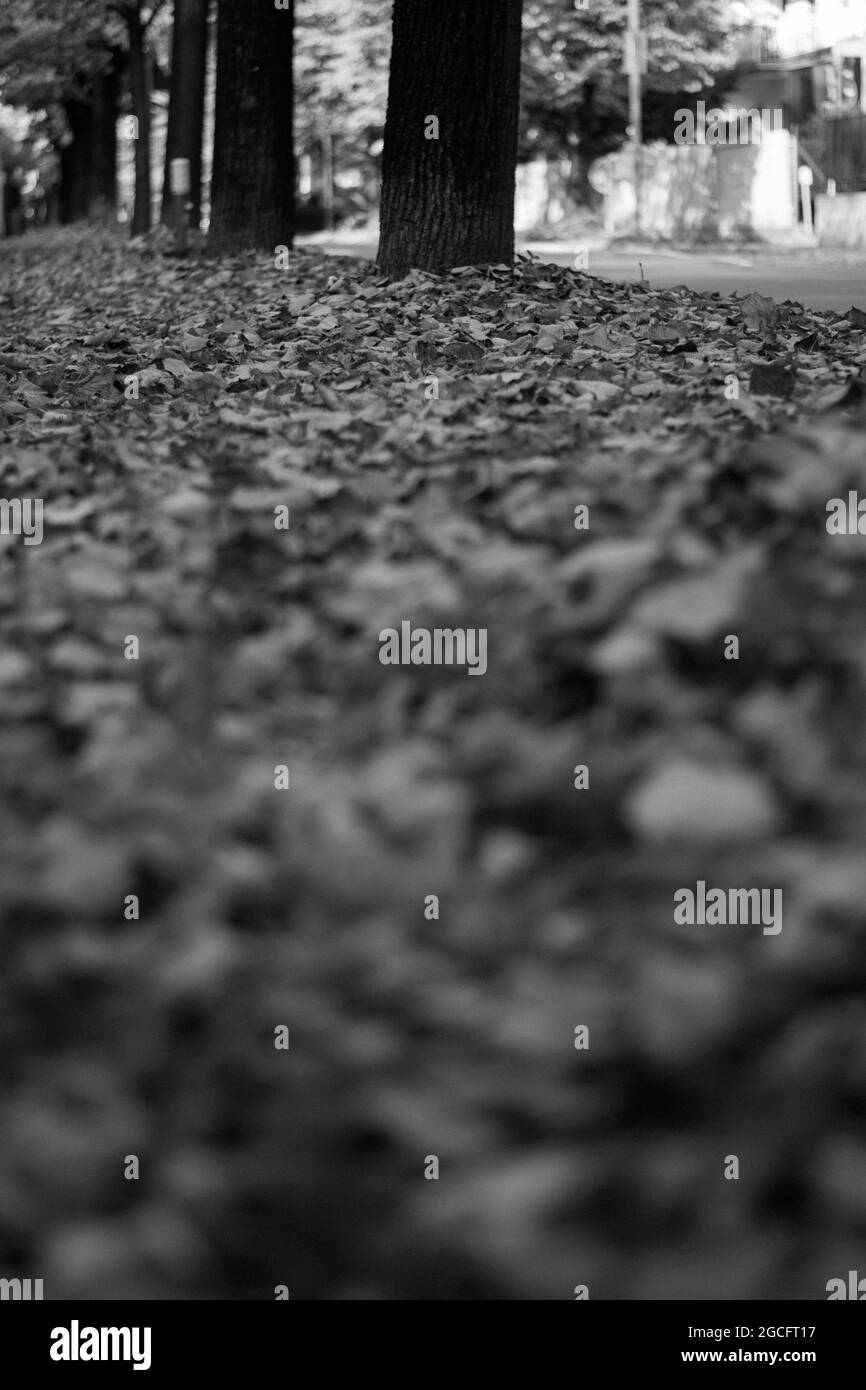 Une photo à échelle de gris peu profonde du sol recouverte de feuilles d'automne sèches Banque D'Images