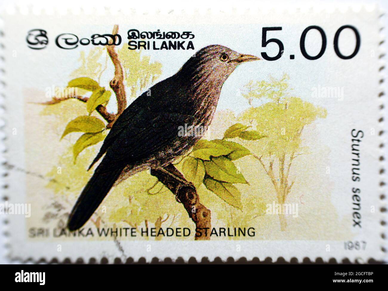 Un ancien timbre-poste utilisé imprimé au Sri Lanka à partir du numéro de la série Birds 3rd montre un Starling à tête blanche (Sturnus senex) sur un banc d'arbre Banque D'Images