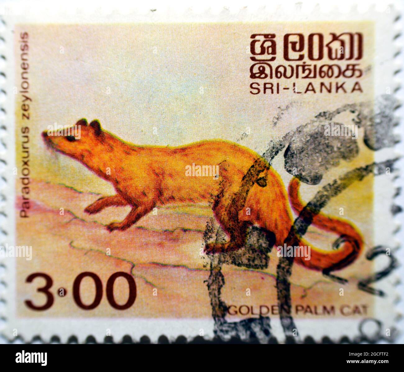 Un ancien timbre-poste utilisé imprimé au Sri Lanka montre le civet de chat de palmier doré - paradoxurus zeylonensis, vers 1981 foyer sélectif Banque D'Images