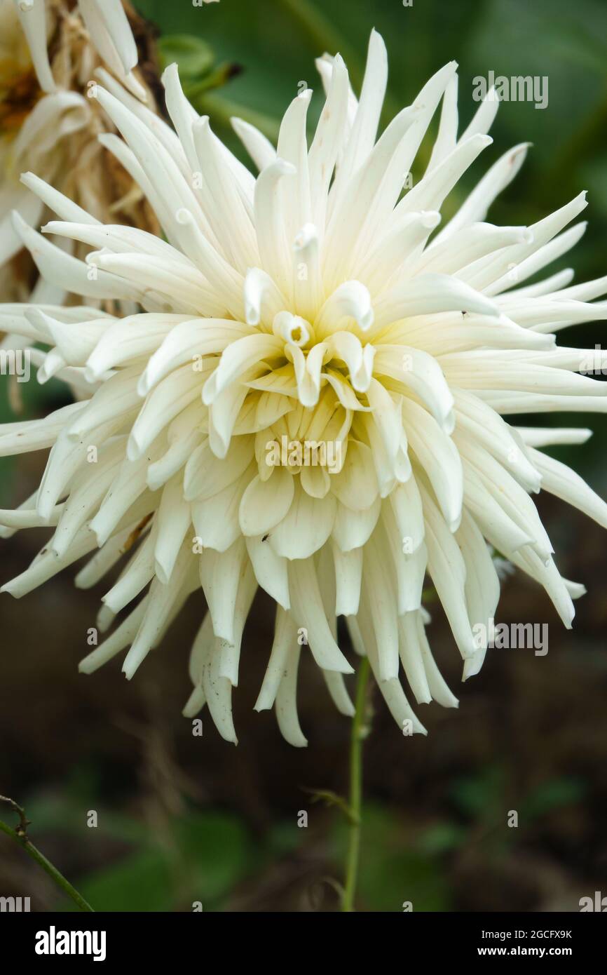 Belle vue rapprochée d'une fleur Dahlia Cactus Yellow Star en été Banque D'Images