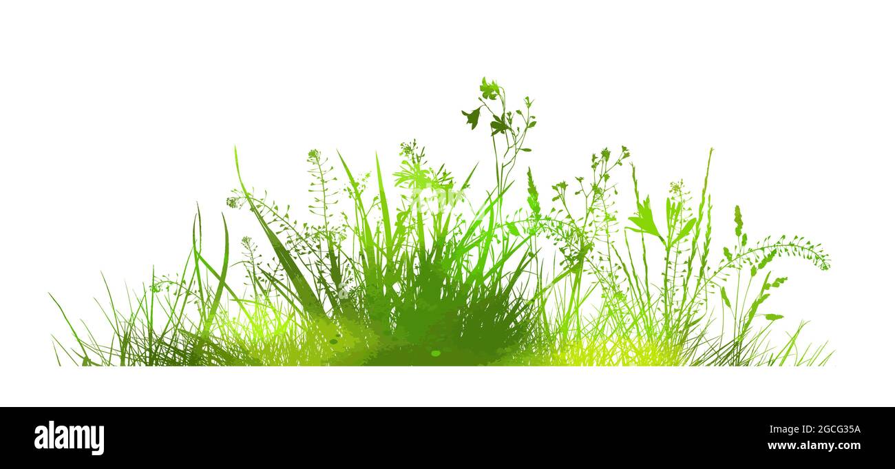 Silhouette d'herbe. Herbe verte avec fleurs. Illustration vectorielle Illustration de Vecteur