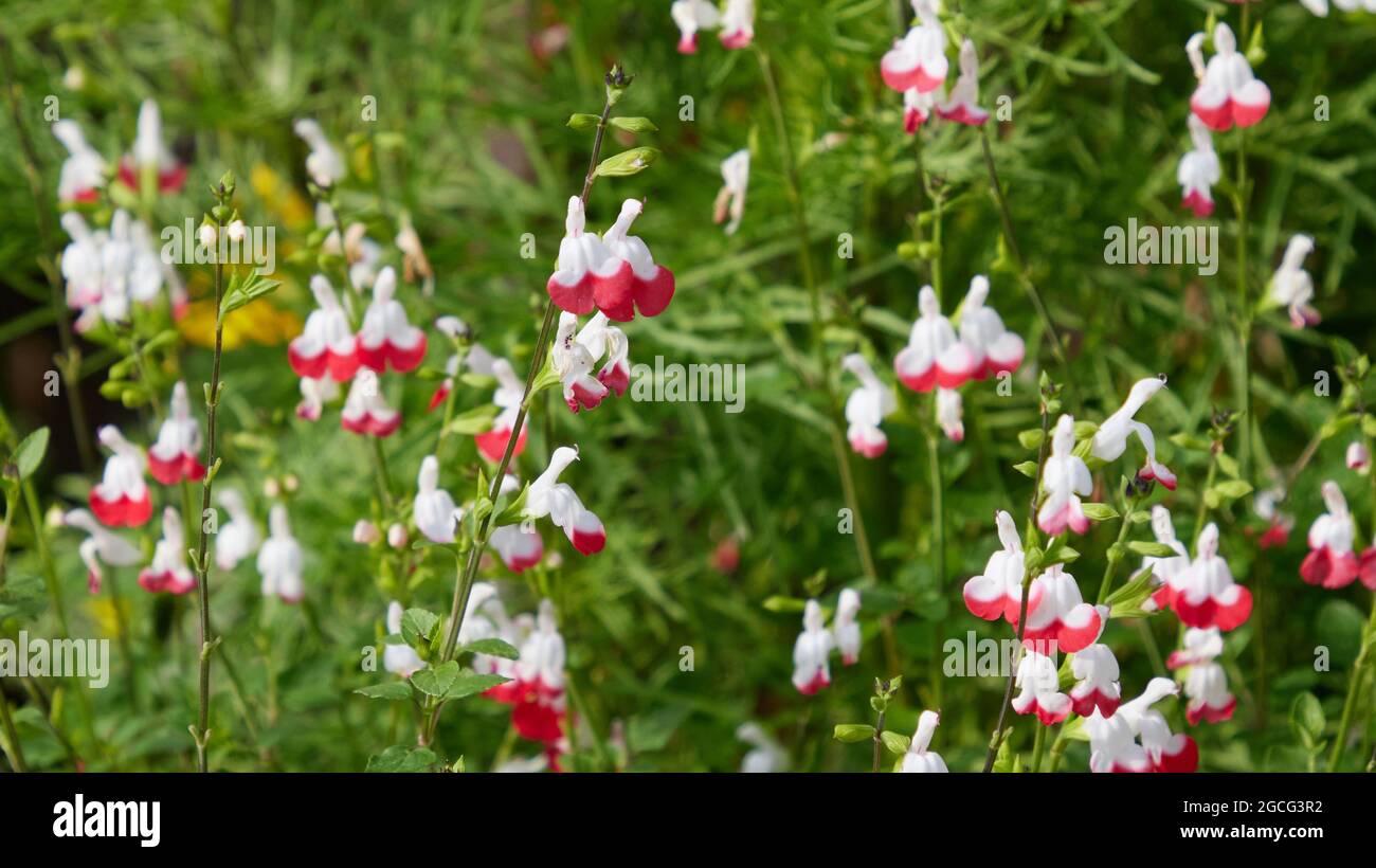 Salvia x jamensis Hotlips a des fleurs colorées mélangées pendant les mois d'été, Banque D'Images