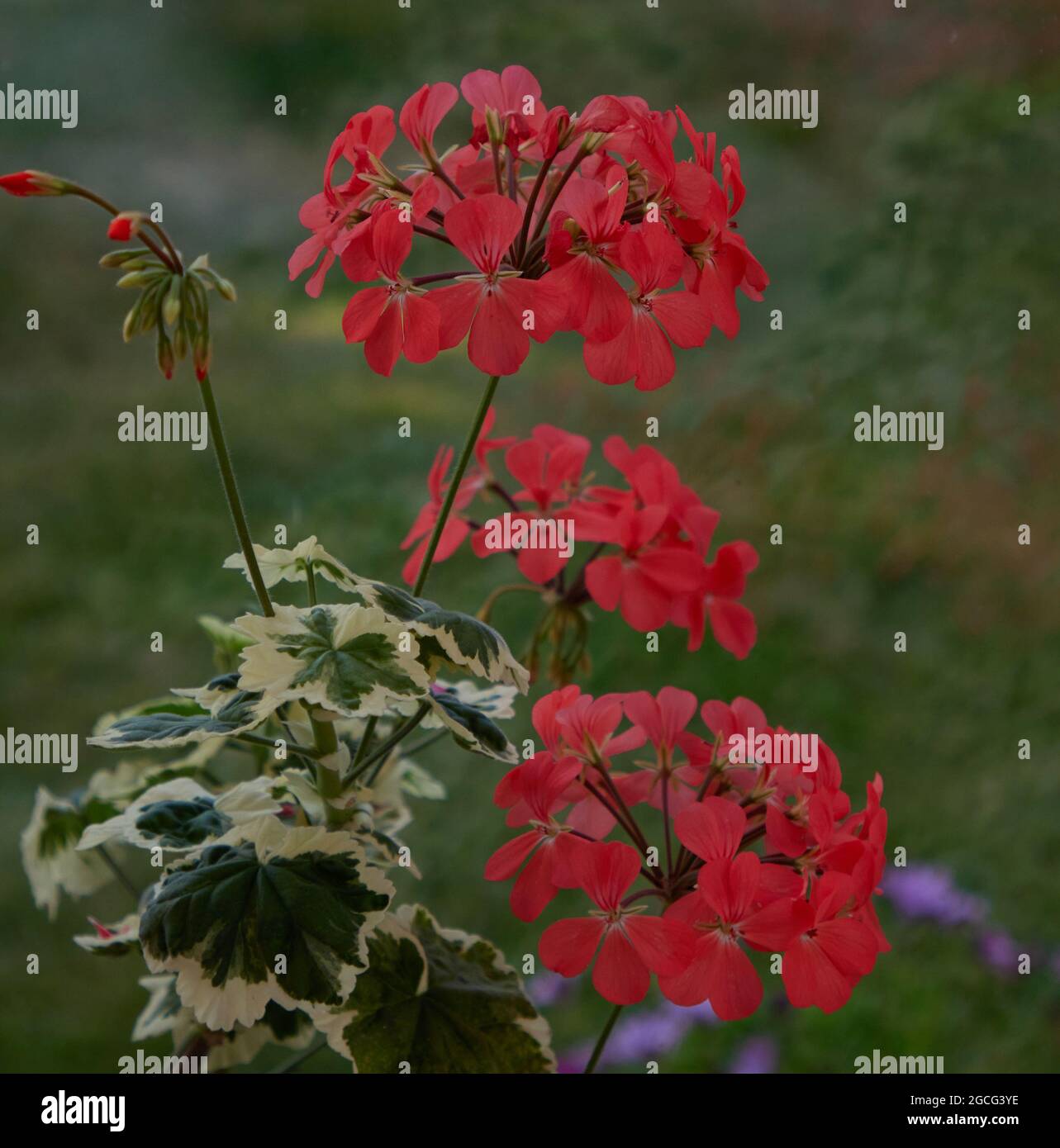 Pelargonium Frankhaley ihas crème feuilles variées. Banque D'Images