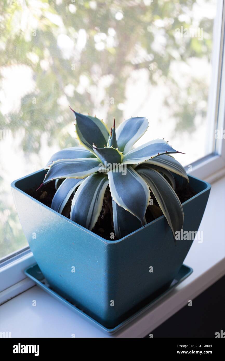 La maison Agave 'Cream Spike' dans une fenêtre. Banque D'Images