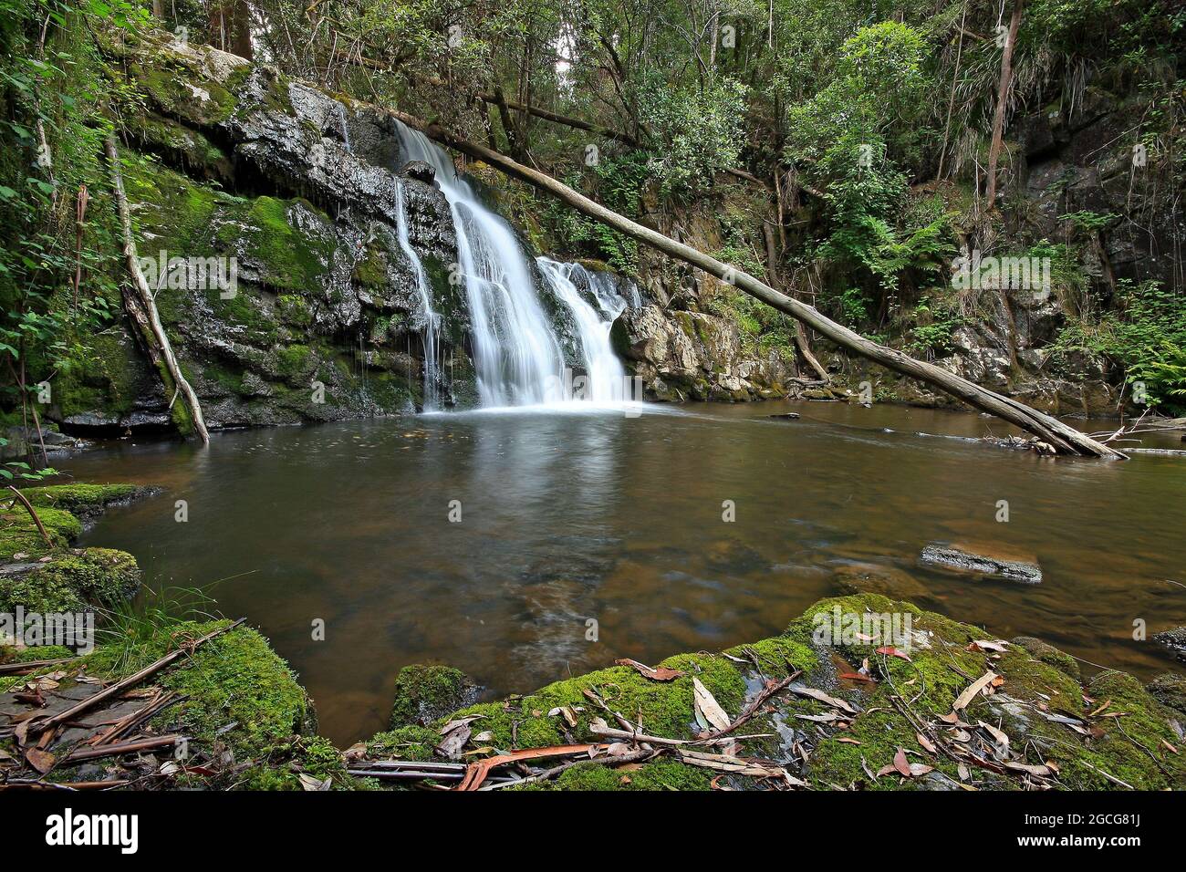 lilydale tombe en cascade en tasmanie Banque D'Images