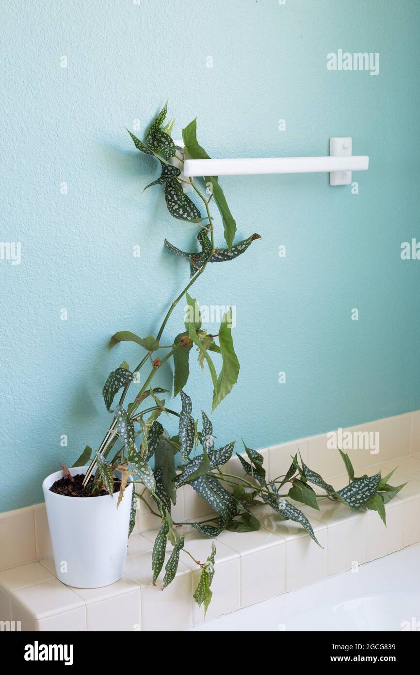 Une aile d'ange plante de begonia dans une salle de bains. Banque D'Images