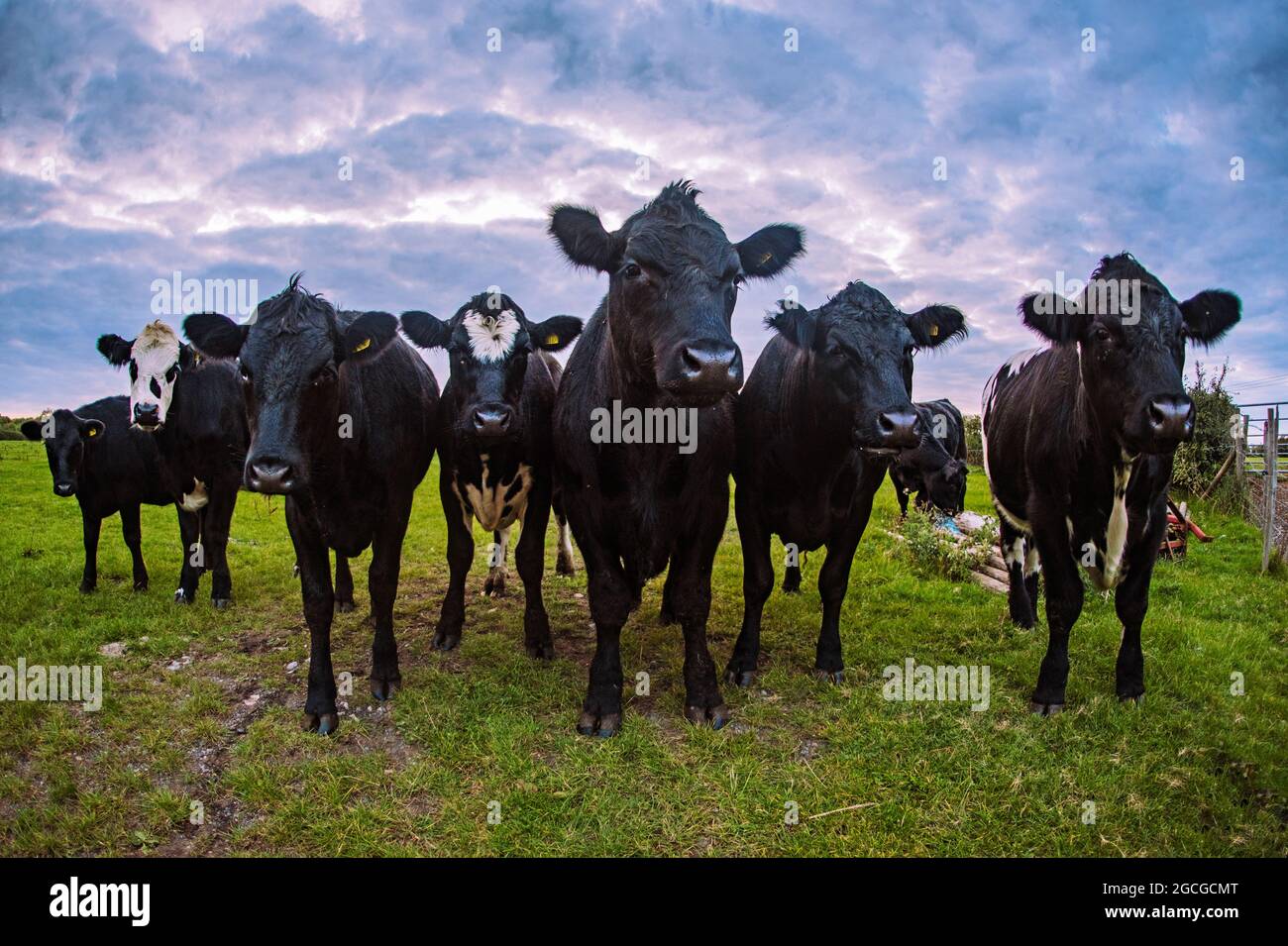 Vaches / taureaux dans un champ qui se rassemble autour, intrigué par le photographe. Banque D'Images