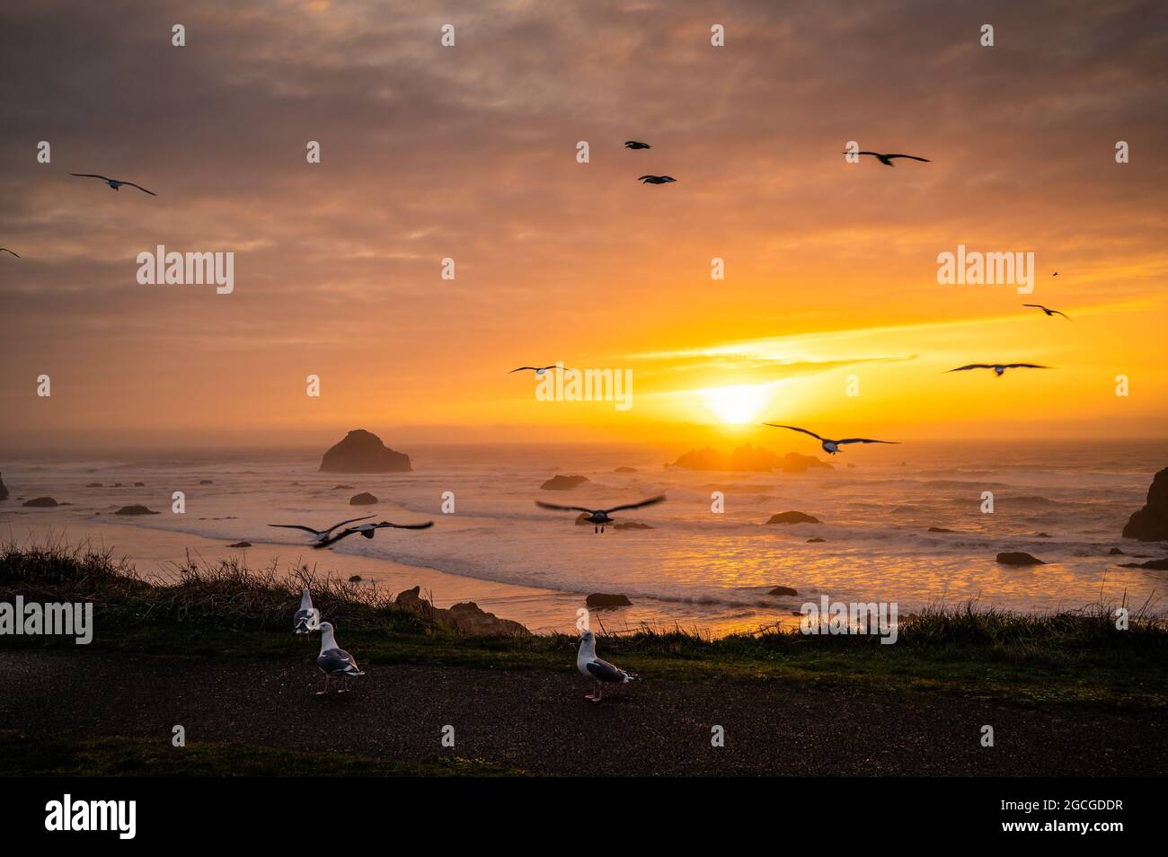 Mouettes au coucher du soleil face à Rock Beach à Bandon, Oregon Banque D'Images