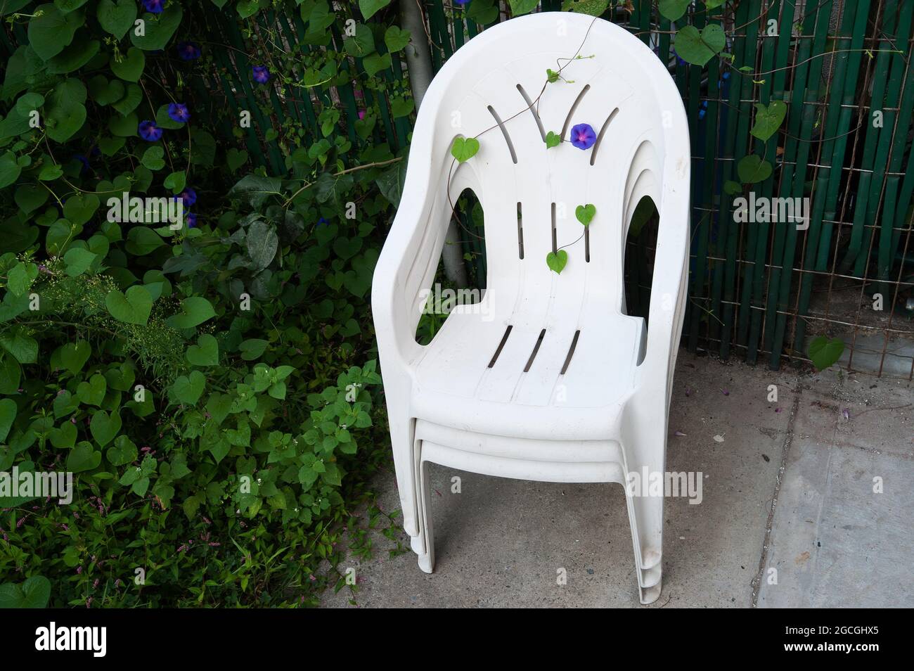La gloire du matin s'accroît grâce aux ouvertures de chaises de jardin blanches Banque D'Images