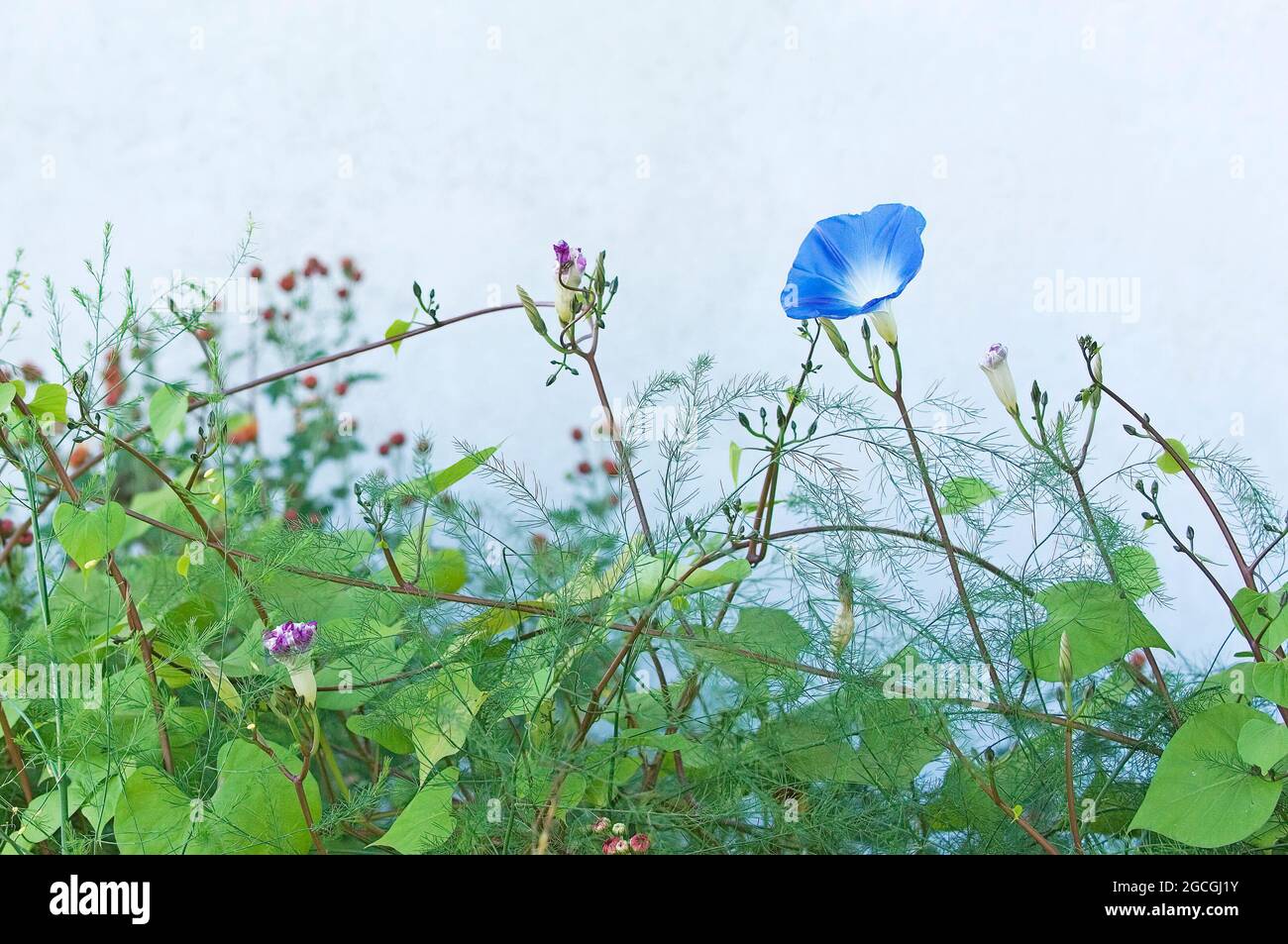 Ciel bleu matin gloire croissante contre le mur blanc Banque D'Images