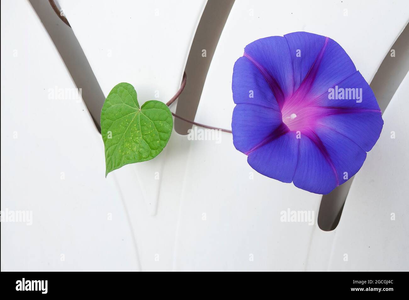 La gloire du matin s'accroît grâce aux ouvertures de chaises de jardin blanches Banque D'Images