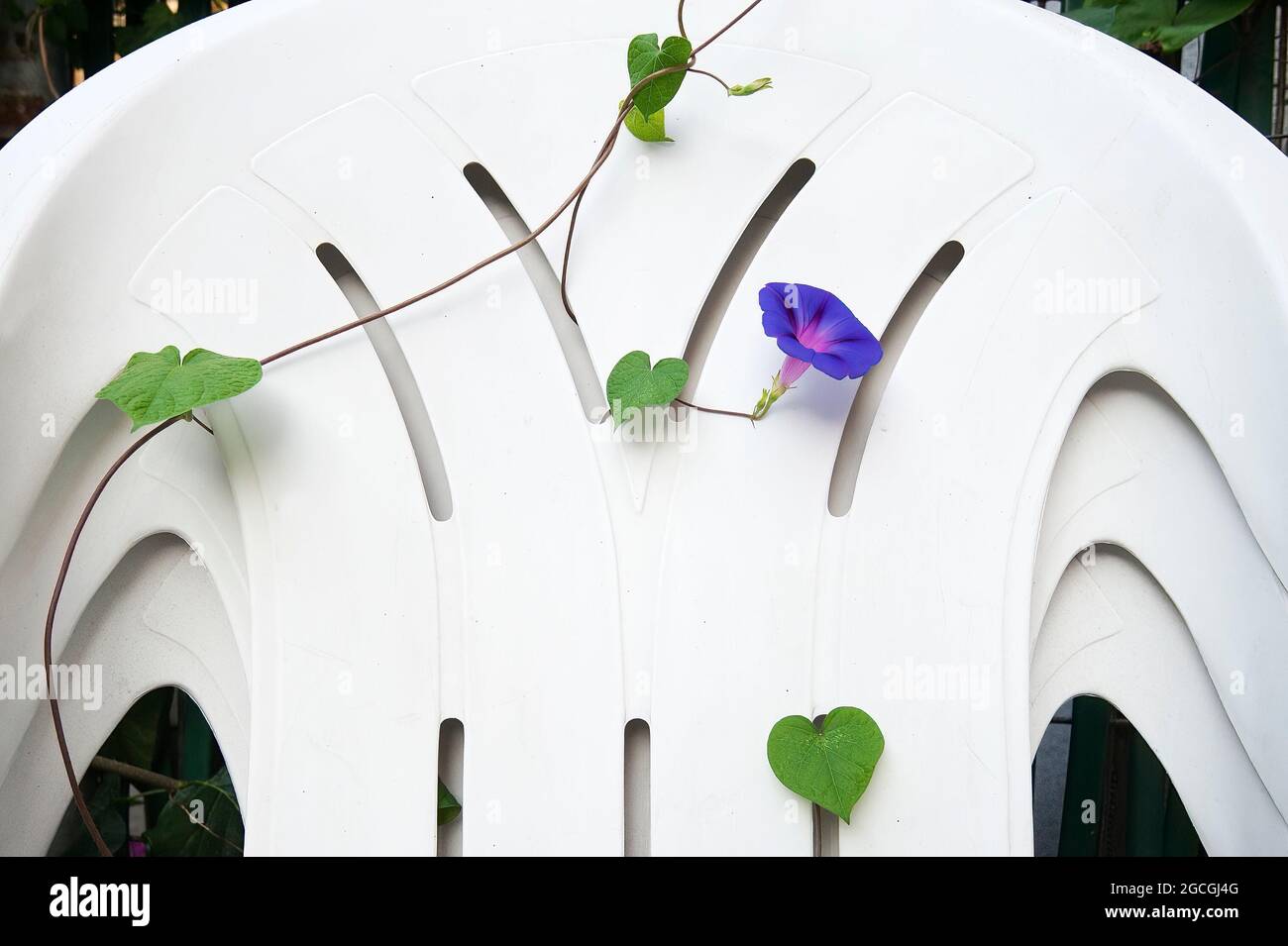La gloire du matin s'accroît grâce aux ouvertures de chaises de jardin blanches Banque D'Images