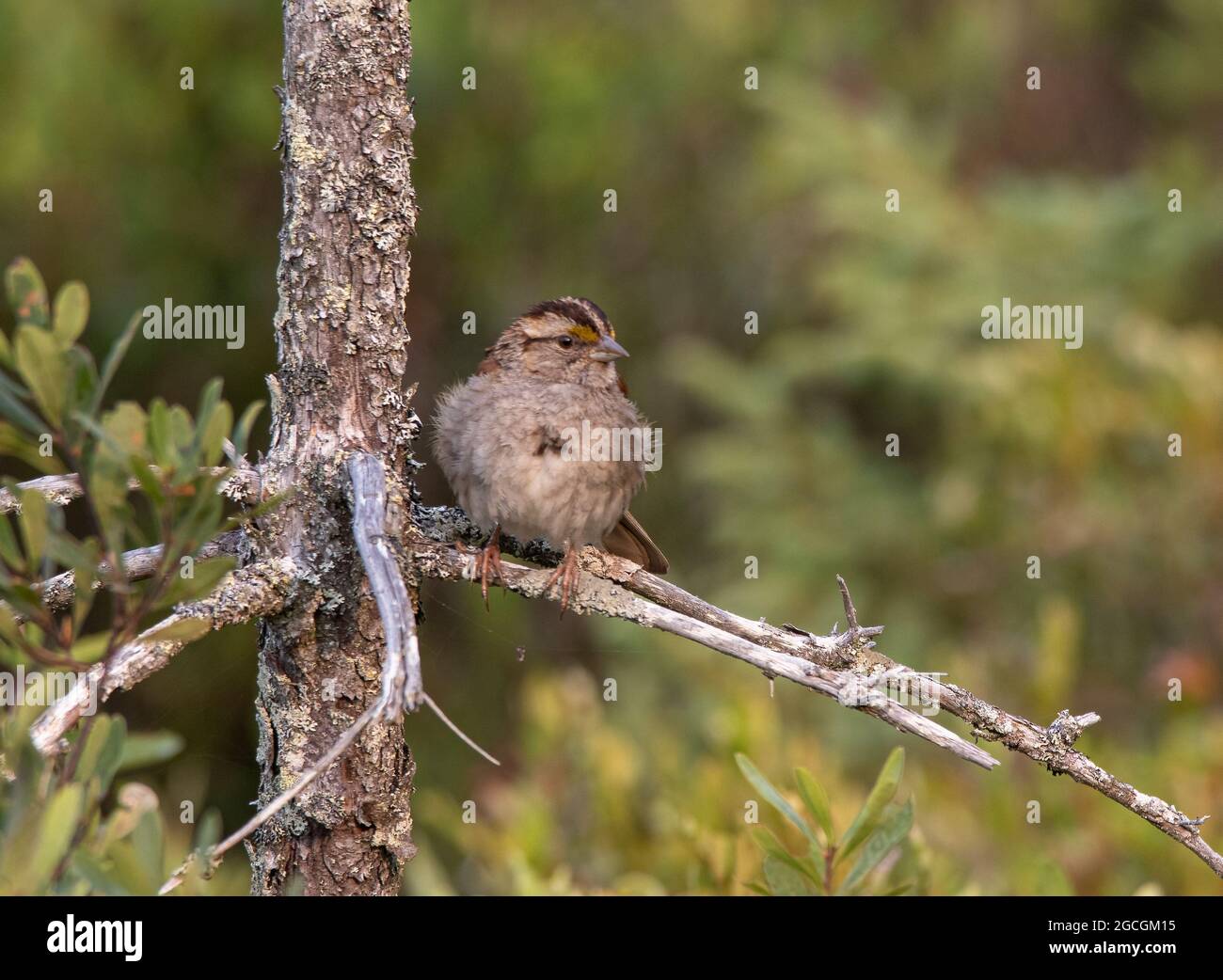 Un Savannah Sparrow sur une succursale Banque D'Images