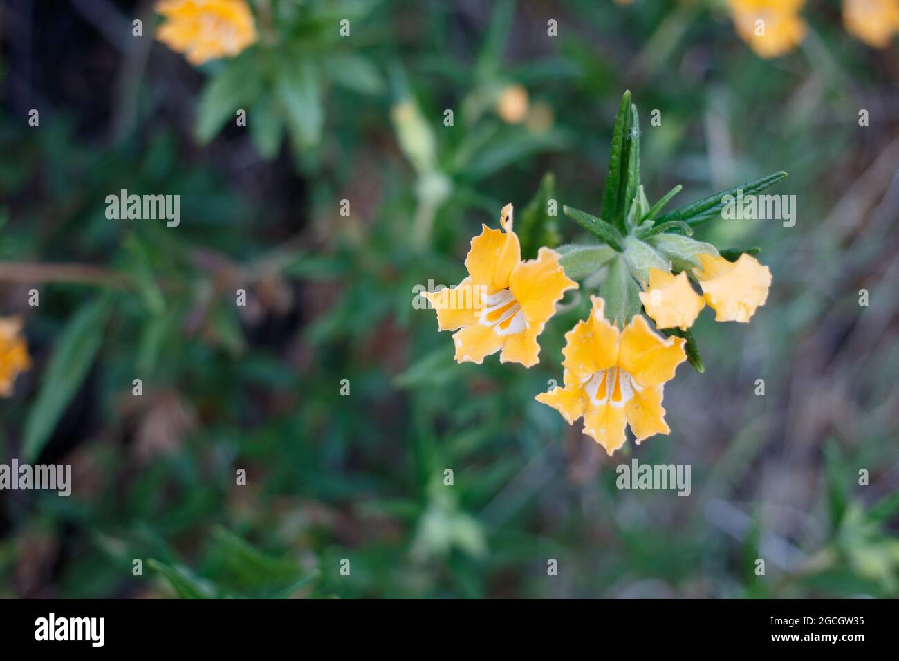 Inflorescences jaunes de racémes axillaires du sud de Bush Mimeflow, Diplacus Longiflorus, Phrymaceae, originaire des montagnes de Santa Monica, Springtime. Banque D'Images