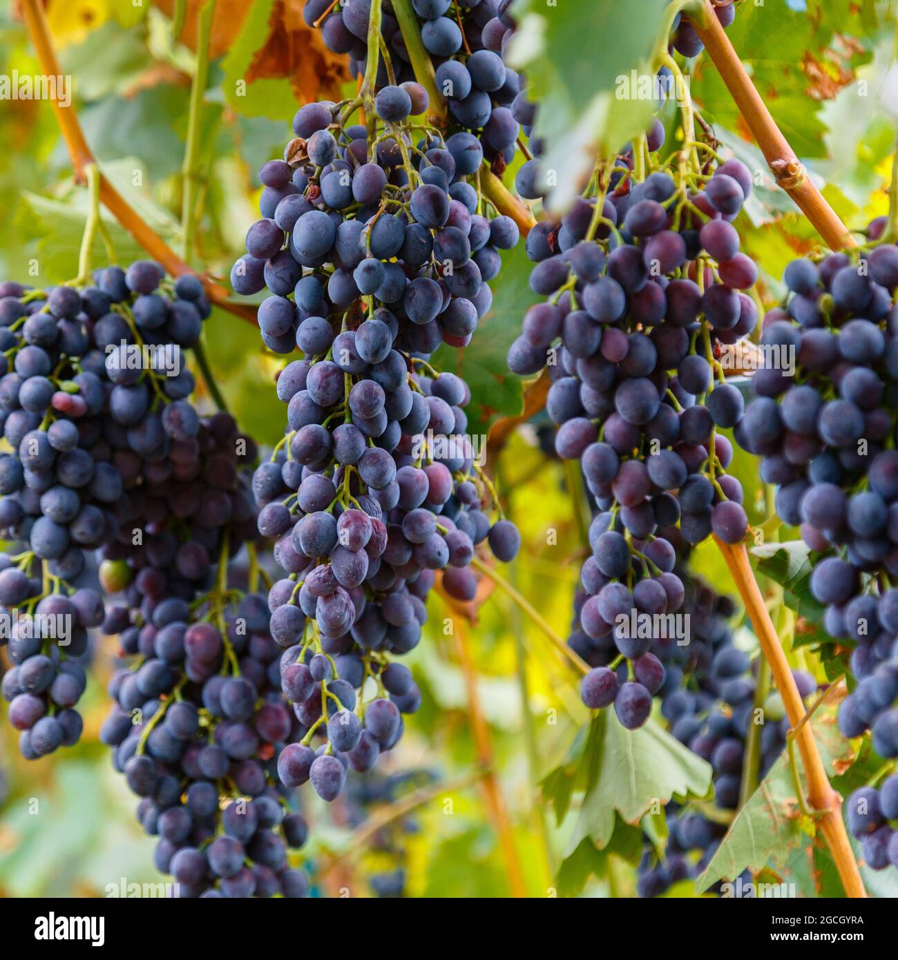 Récolte de fruits de raisin noir mûr dans la nature pour la nourriture et la vigne en automne. Blue Grape poussant sur le vin dans le vignoble. Carré Banque D'Images