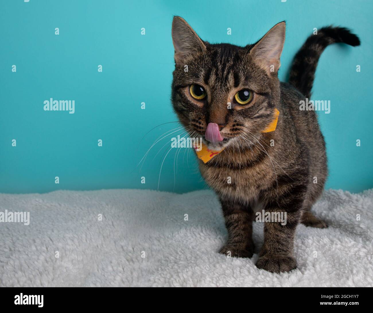 Tabby Chat Portant Un Noeud Orange Fleur Avec La Langue Qui Colle Sur Fond Bleu Photo Stock Alamy Tabby Chat Portant Un Noeud Orange Fleur Avec La Langue Qui Colle Sur Fond Bleu Photo Stock Alamy