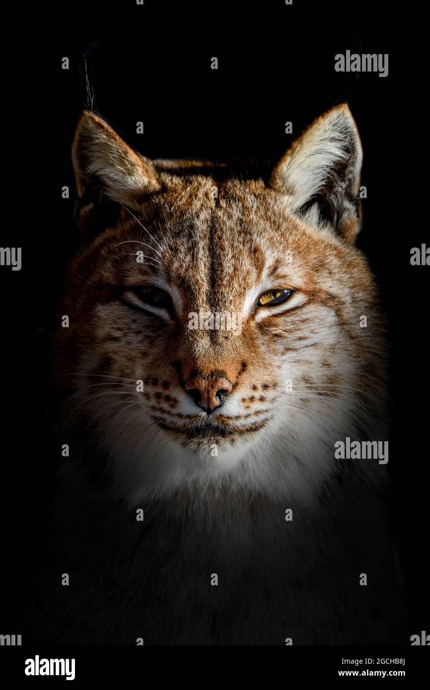 Gros plan sur le portrait Lynx sur fond noir Banque D'Images