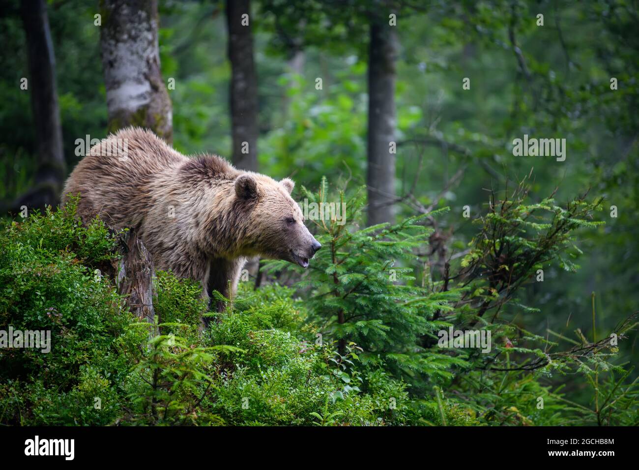 Ours brun sauvage pour adulte (Ursus arctos) dans la forêt d'été de montagne Banque D'Images