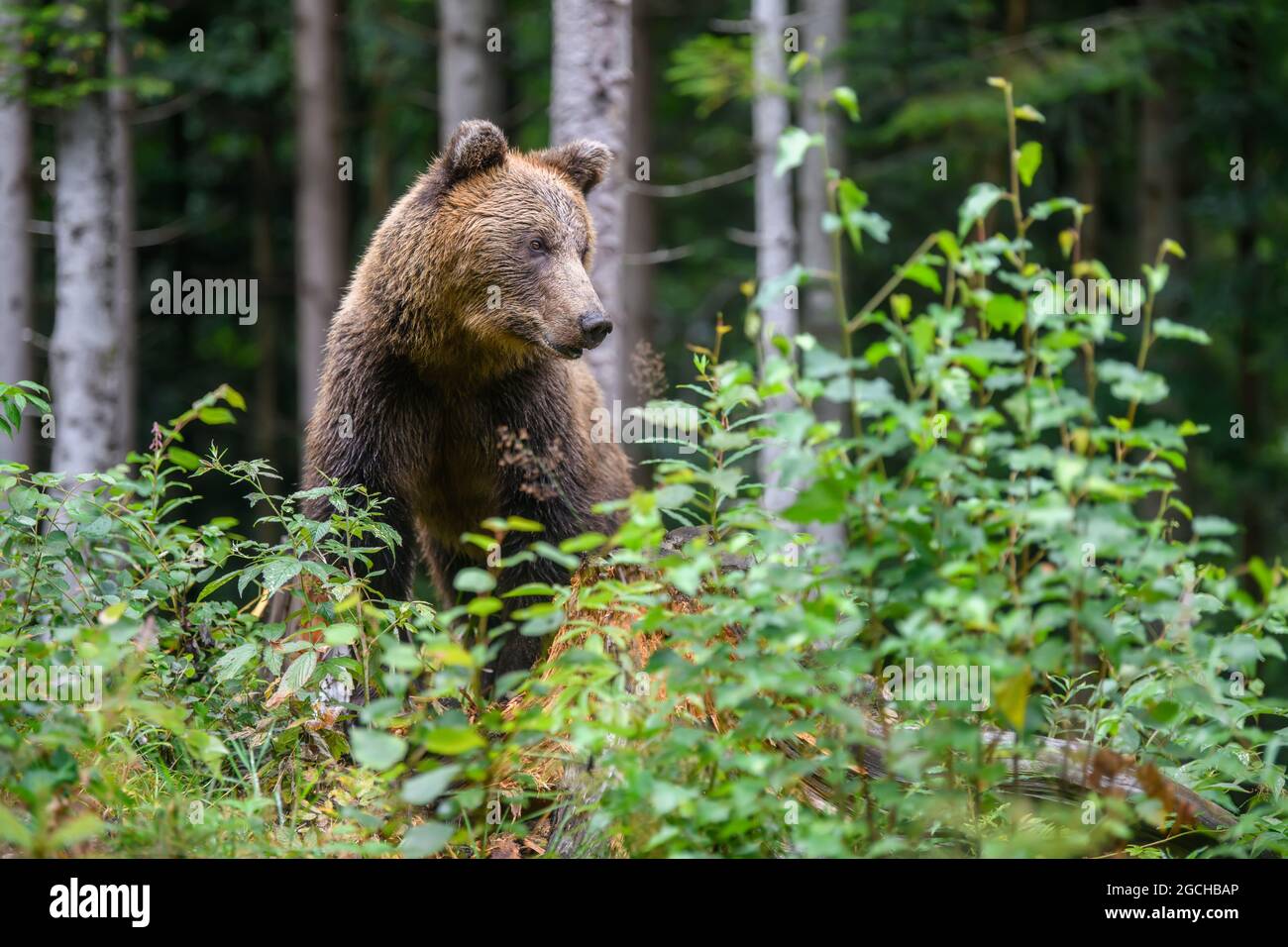 Ours brun sauvage pour adulte (Ursus arctos) dans la forêt d'été de montagne Banque D'Images
