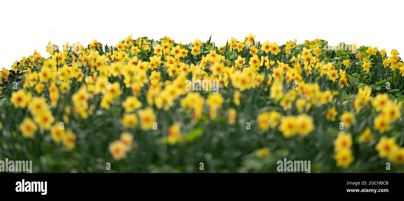 Fleurs d'herbe et de printemps jaune isolées sur blanc Banque D'Images