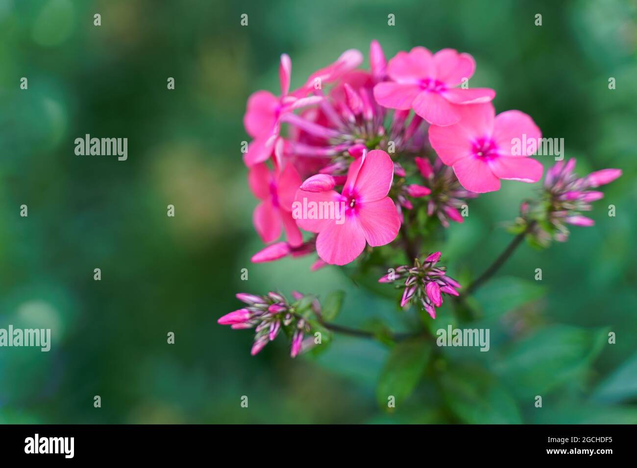 fleurs roses phlox sur fond vert flou Banque D'Images