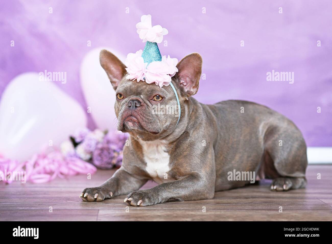 Chien Bulldog français avec partie d'anniversaire chapeau devant un fond rose flou avec des fleurs et des ballons en forme de coeur Banque D'Images Chien Bulldog français avec partie d'anniversaire chapeau devant un fond rose flou avec des fleurs et des ballons en forme de coeur Banque D'Images