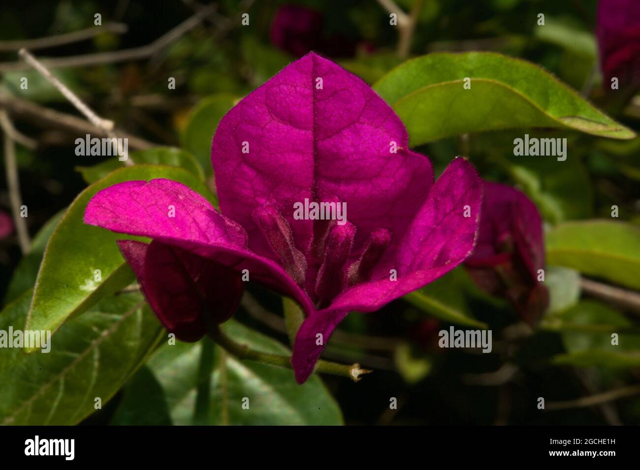 Un gros plan d'une fleur de Bougainvillea (Bougainvillea glabra) dans mon jardin à Ringwood, Victoria, Australie. La fleur pourpre est robuste. Banque D'Images