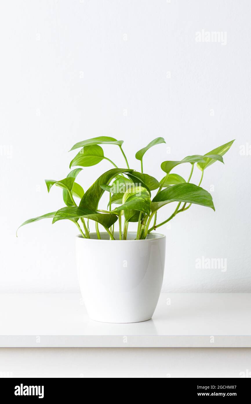 Pothos d'or ou l'ivy du diable en pot de céramique blanc sur étagère blanche contre mur blanc. Les plantes exotiques de la maison sont à la mode comme décoration intérieure moderne. Banque D'Images