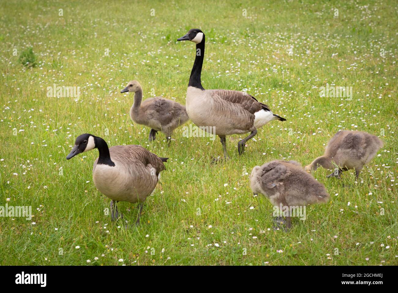 Famille d'oies immigrées du canada se nourrissant sur pelouse publique, Allemagne Banque D'Images