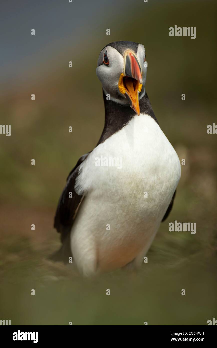 Appel de Puffin (Fratercula arctica) Banque D'Images