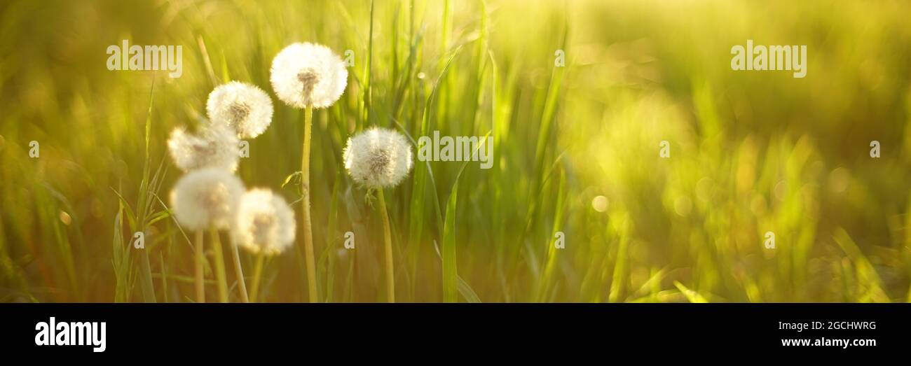Terrain ensoleillé avec fleurs de pissenlit moelleuses dans l'herbe verte au coucher du soleil d'été. Banque D'Images