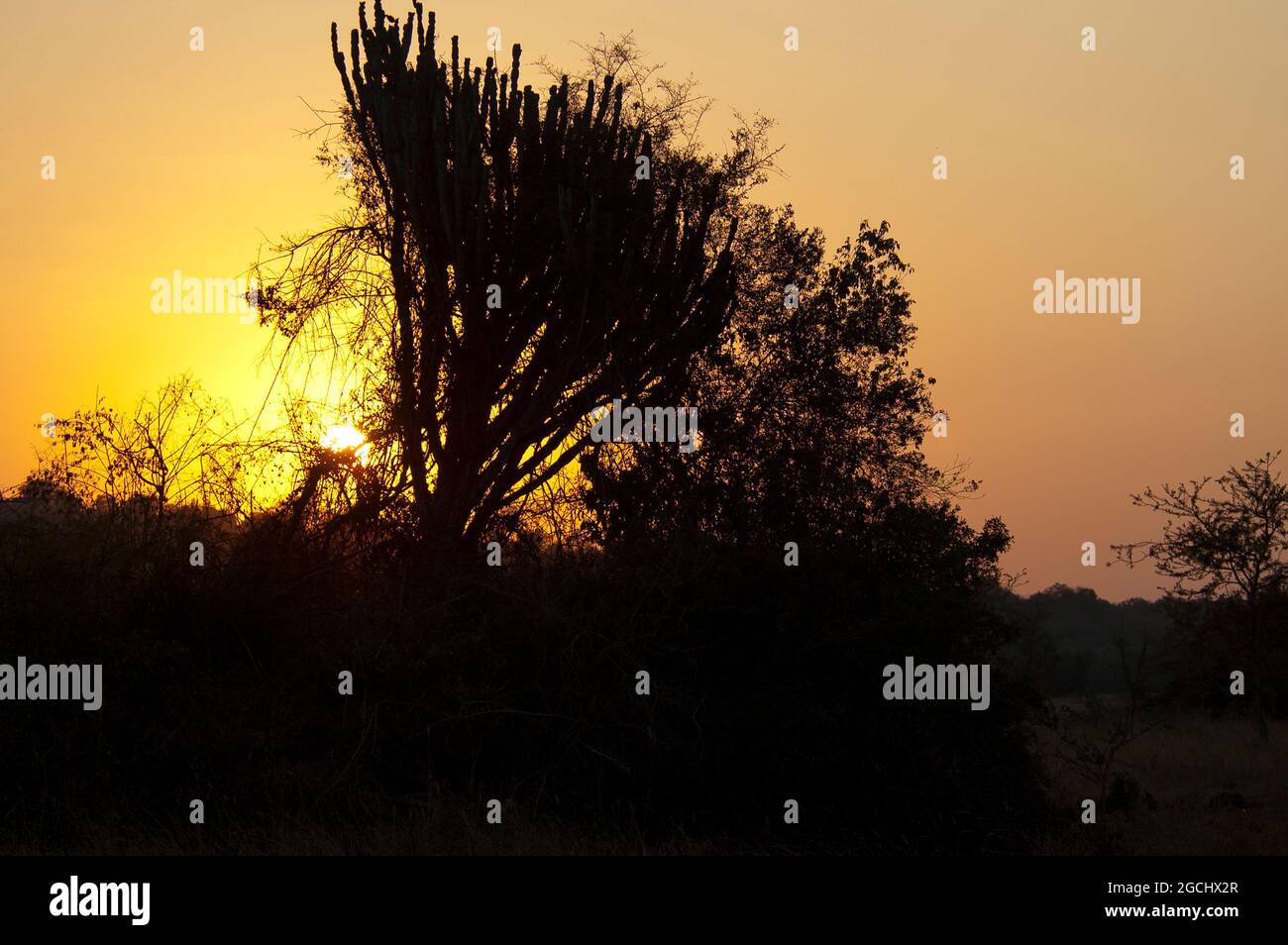 Sunset Lake Mabamba en Ouganda Banque D'Images