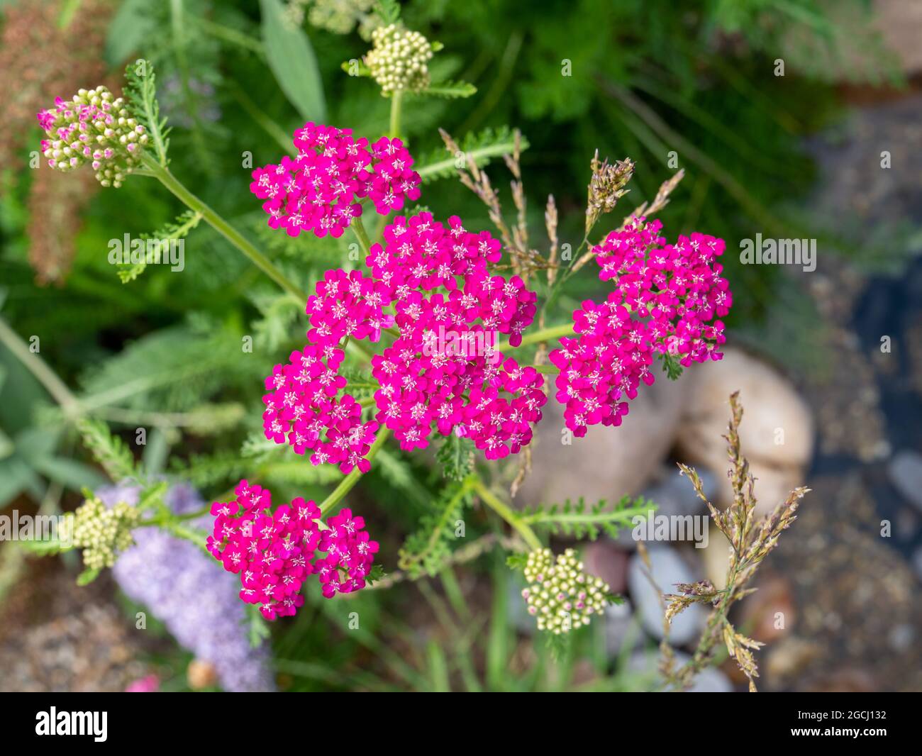 Pyarrow commun, Achillea millefolium 'cerise queen', plante indigène avec fleurs roses de cerise dans le jardin, pays-Bas Banque D'Images