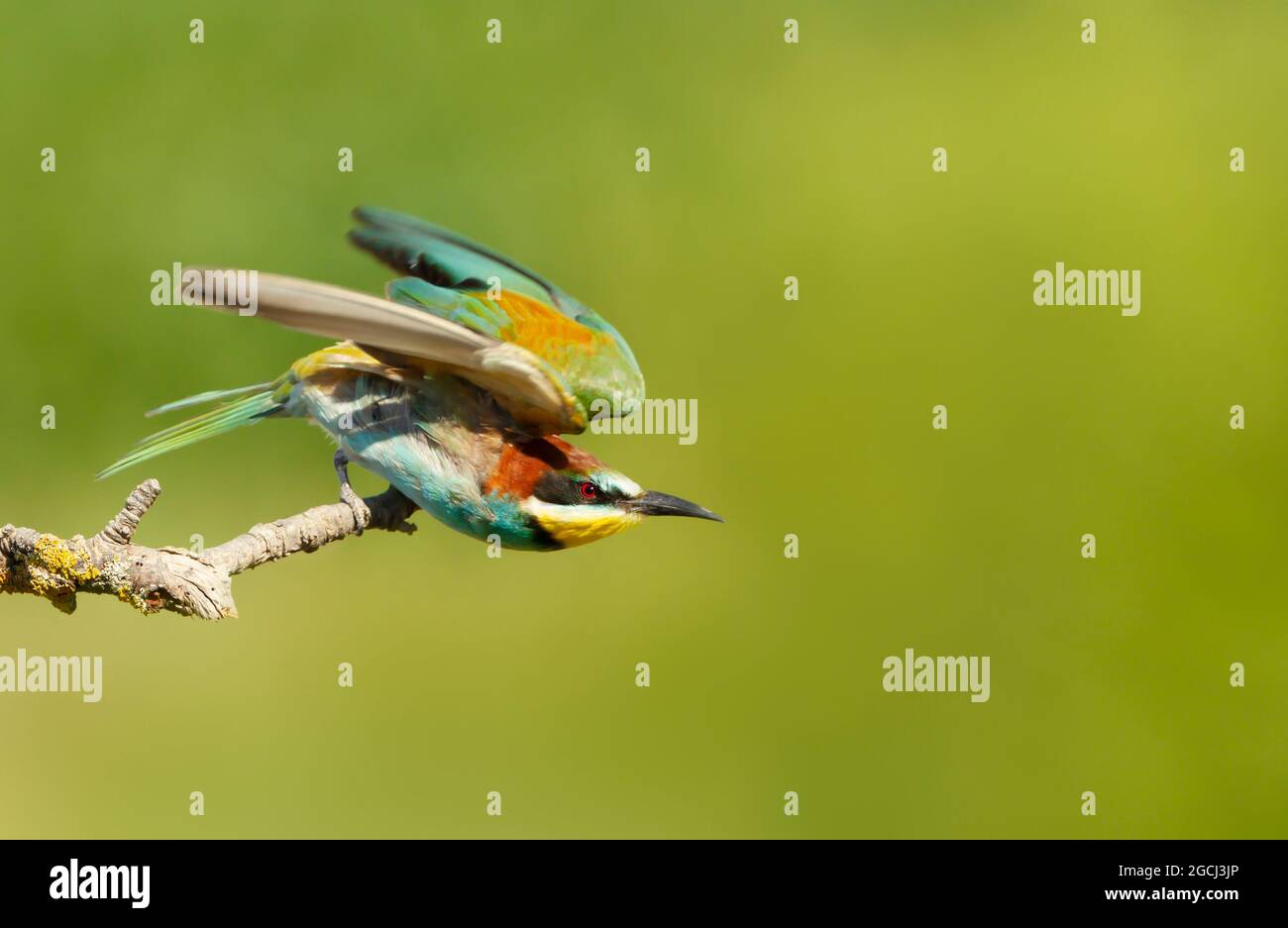 Portrait d'un Bee-Eater perché en été, Bulgarie. Banque D'Images