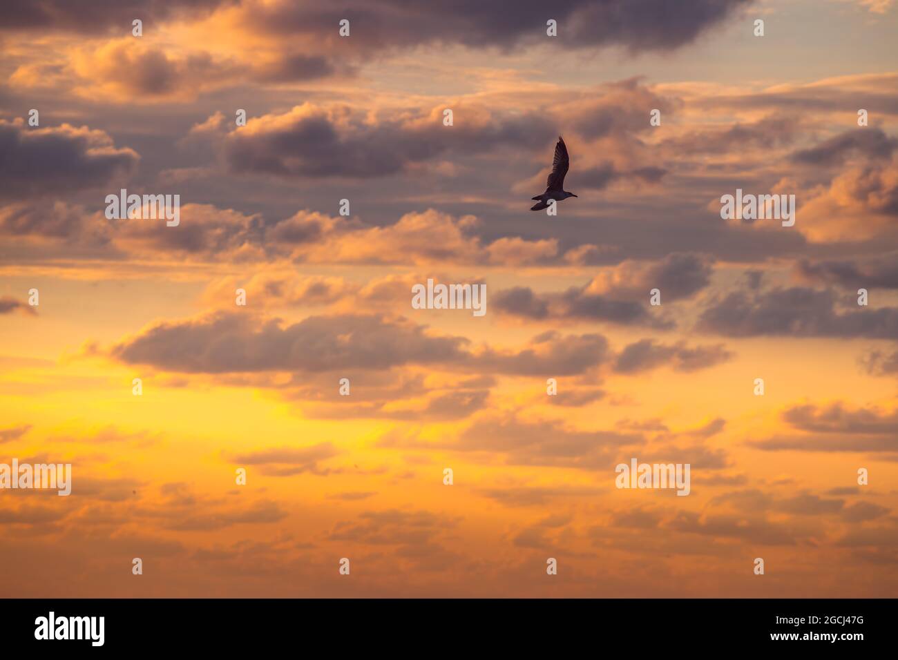Mouettes volantes au-dessus de la mer sur le lever du soleil Banque D'Images