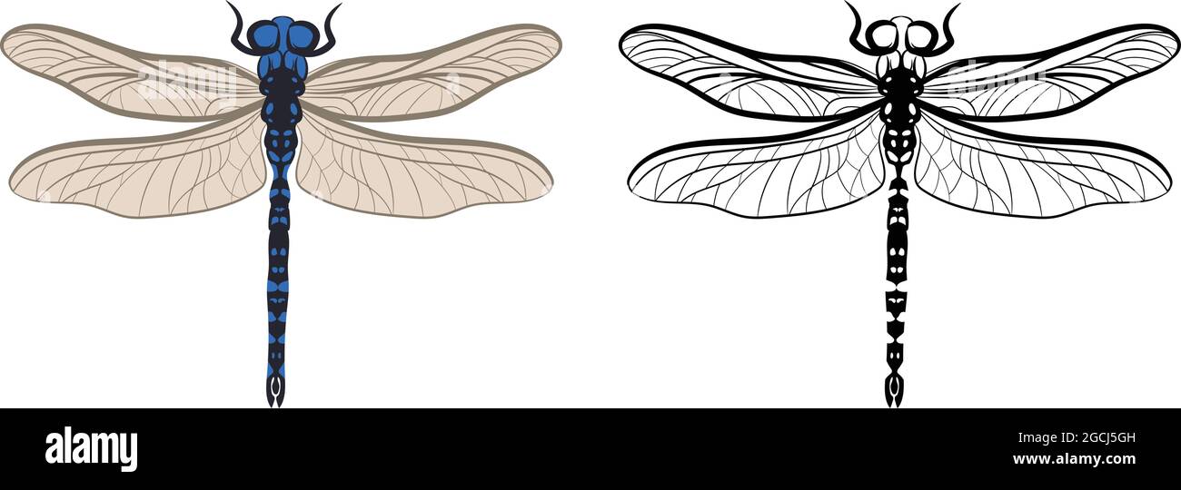 Remplissage et contour de l'illustration vectorielle Dragonfly ou Anisoptera isolés sur fond blanc. Insectes bous vers parasites et mouches. Entomologie ou Pest Illustration de Vecteur