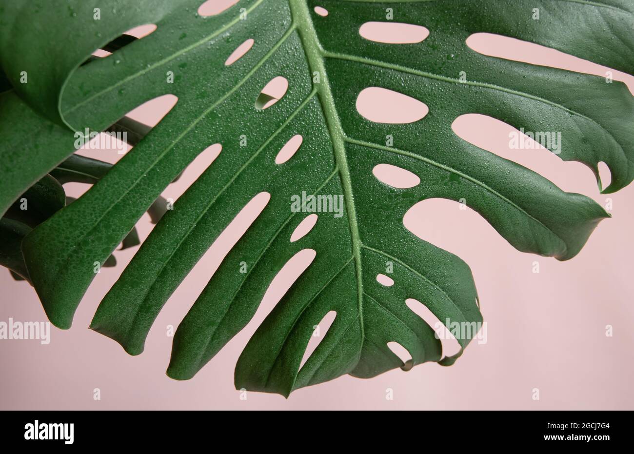 Arrière-plan naturel avec feuilles de monstère tropicale sur fond rose. Banque D'Images