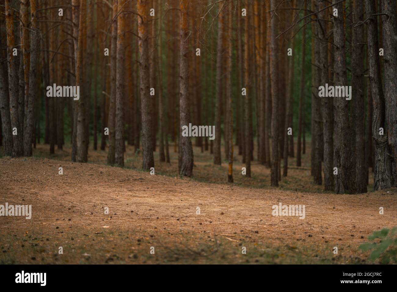 Forêt de conifères sombres avec de vieux épinettes et pins Banque D'Images