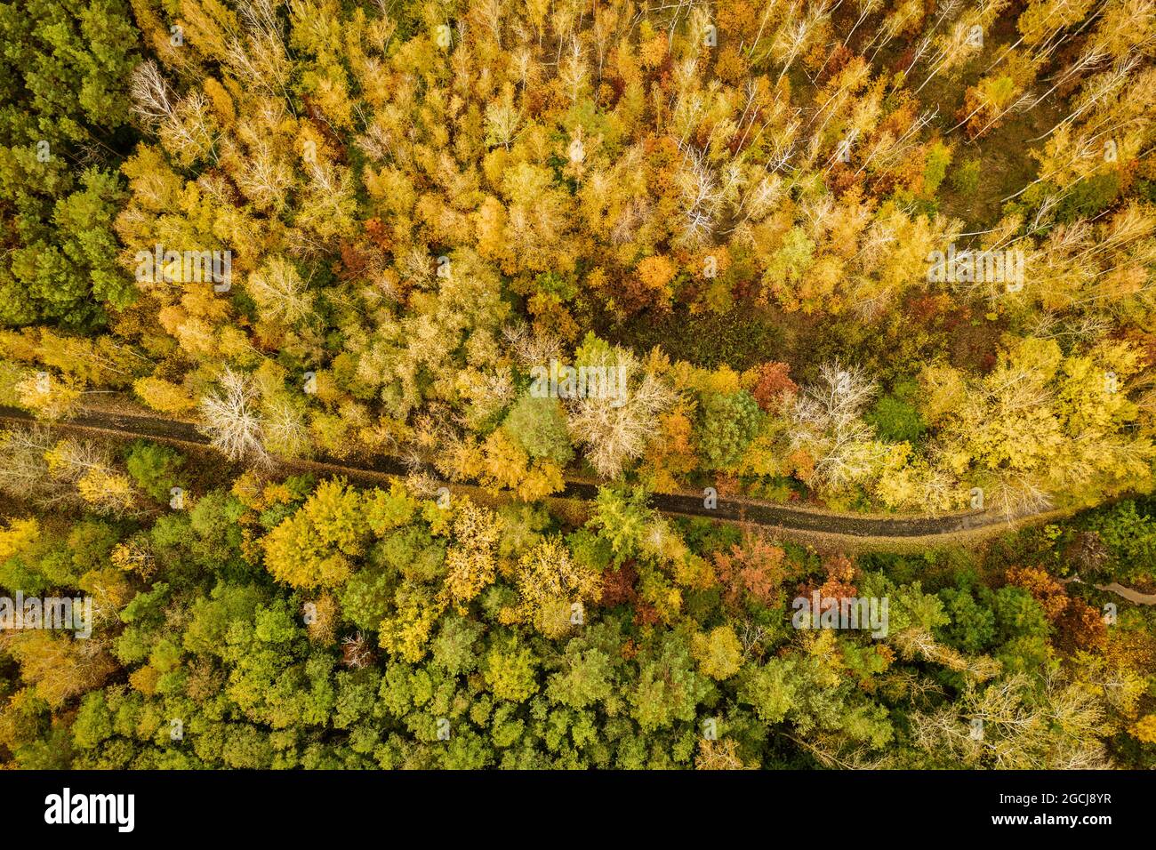 Forêt d'automne d'en haut Banque D'Images