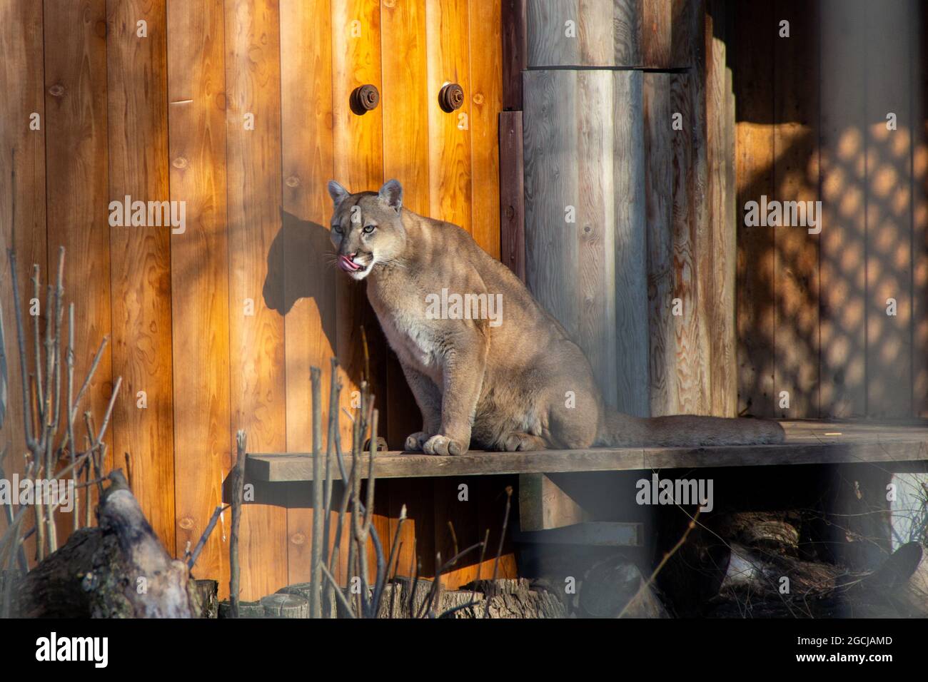 cougar assis sur la planche en bois du zoo. Le puma sauvage lèche ses lèvres. Banque D'Images