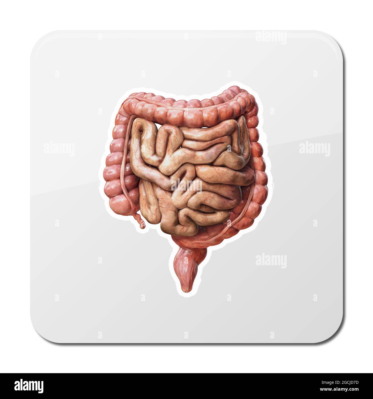 Icône gros et petit intestin. Anatomie du système digestif humain. Tractus gastro-intestinal. Illustration du rendu 3d sur fond noir Banque D'Images