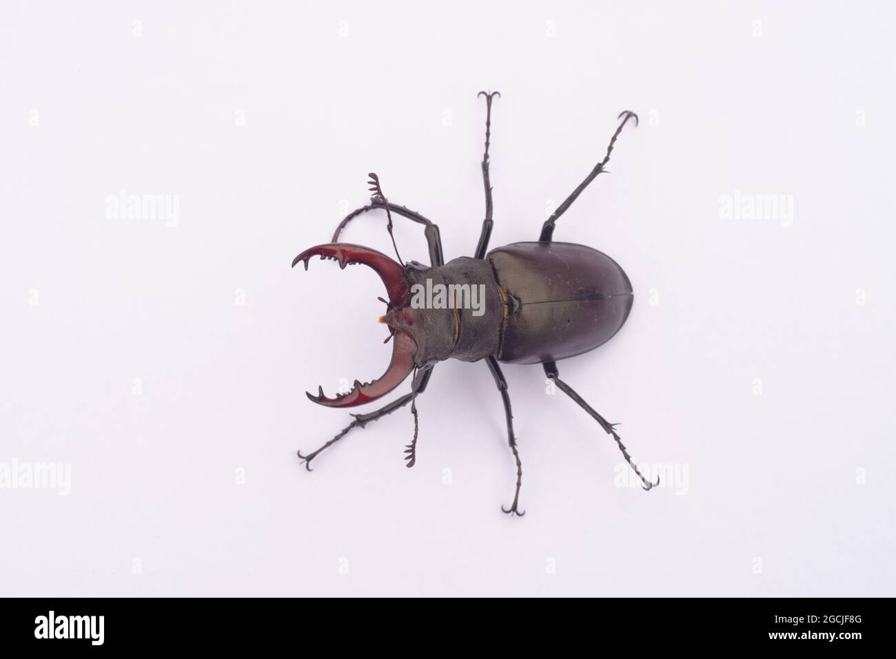 Gros plan sur un scarabée de cerf Lucanus cervus, sur fond blanc Banque D'Images