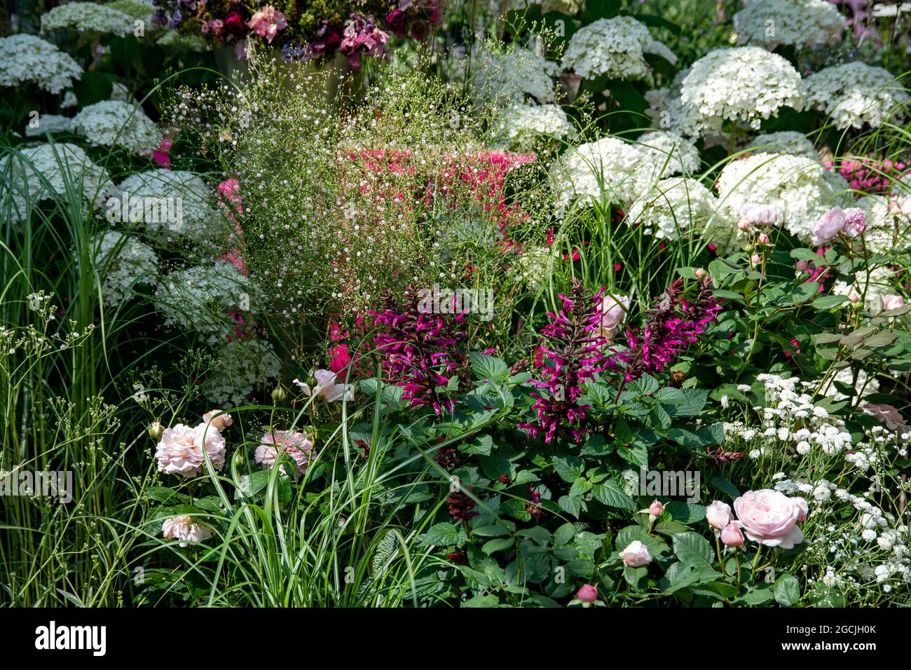 botanique, lit de fleurs d'été dans le lilas rose, POUR L'ACCUEIL/L'UTILISATION DE CARTES POSTALES DANS LE GERME.SPEAK.C CERTAINES RESTRICTIONS PEUVENT S'APPLIQUER Banque D'Images
