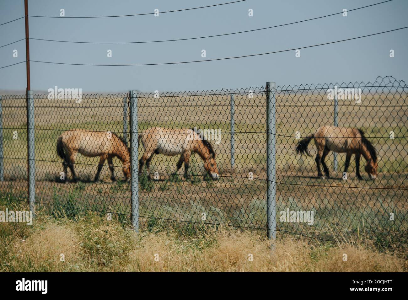 Paddock avec de petits chevaux sauvages de la lignée ancienne non domestiquée pastoring sur une plaine de steppe. Clôture en premier plan. Banque D'Images