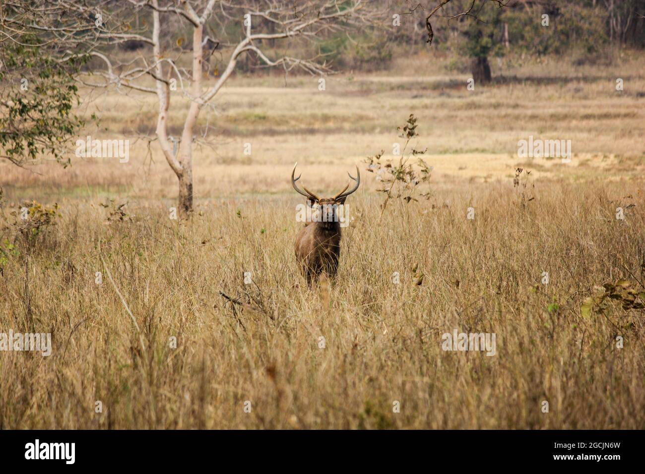 Mâle Barastingha, alias cerf marécageux, debout dans un champ dans le parc national de Kanha, dans le Madhya Pradesh, Inde Banque D'Images