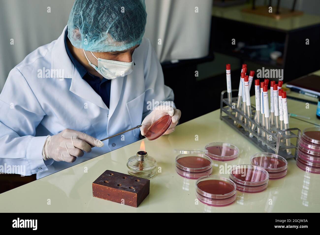 jeune scientifique inoculant des plaques gélosées avec des bactéries dans une université de laboratoire Banque D'Images